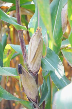 Olgunlaşma sırasında tarlada mısır. Büyüyen mısır tarlası