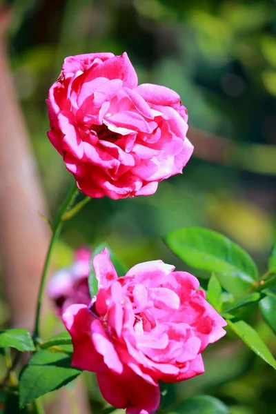 Όμορφο τριαντάφυλλο στα δέντρα που ανθίζουν στον κήπο — Φωτογραφία Αρχείου