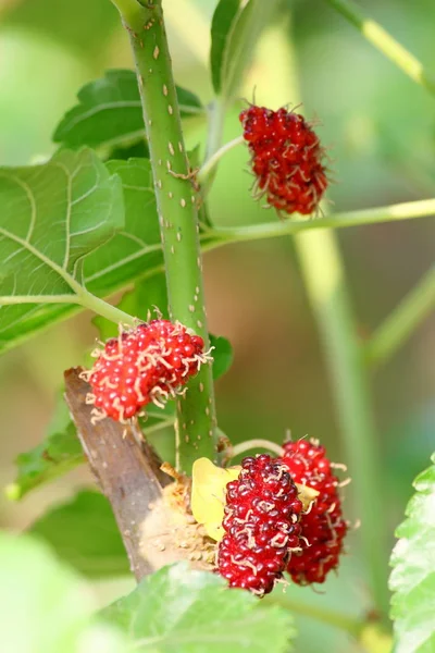 Maulbeerfrucht und Maulbeerblatt auf dem Zweig — Stockfoto