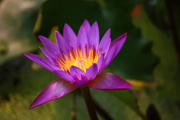 Close up beautiful single blooming purple lotus — Stock Photo, Image