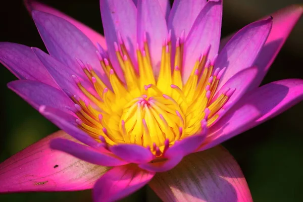 Close up beautiful single blooming purple lotus — Stock Photo, Image