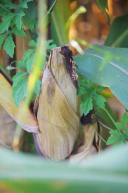 Olgunlaşma sırasında tarlada mısır. Büyüyen mısır tarlası