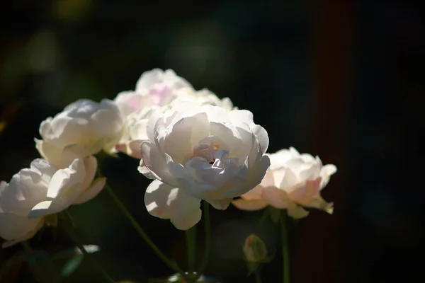 Hermosa rosa en los árboles que florecen en el jardín —  Fotos de Stock