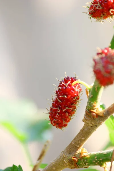 Eperfa gyümölcs-és eperfa levél az ágon — Stock Fotó