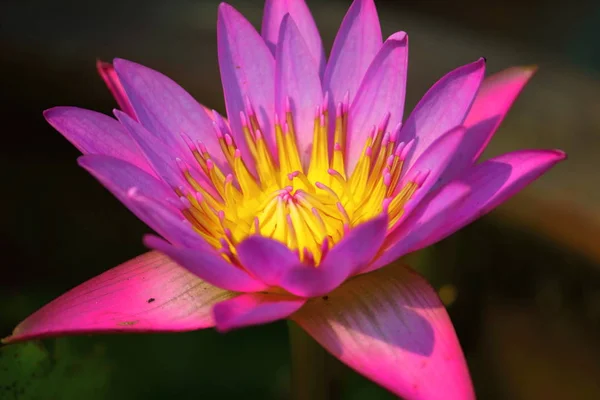 Close up beautiful single blooming purple lotus — Stock Photo, Image