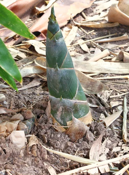 Organik Çiftliklerde yetiştirilen bambu çekimleri