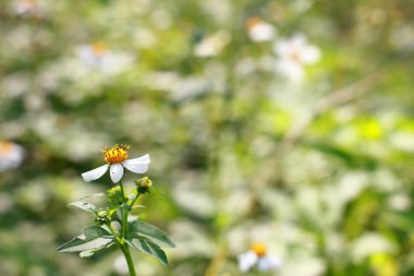 Güneşli yaz aylarında bahçede çiçek