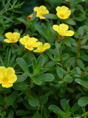 taze bahçede güzel ortak semizotu çiçek