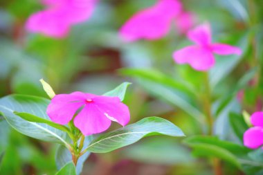 Catharanthus roseus veya Madagaskar Periwinkle çiçek bahçede çiçeklenme.