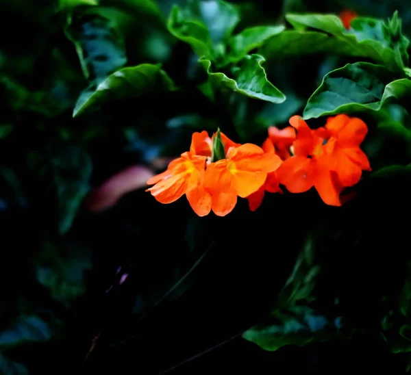 Hermosas flores de color naranja ardiente brillante de Crossandra infundibuliformis —  Fotos de Stock