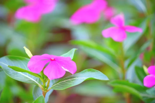 Catharanthus roseus nebo madagaskarský květ Apocynaceae kvete v zahradě. — Stock fotografie