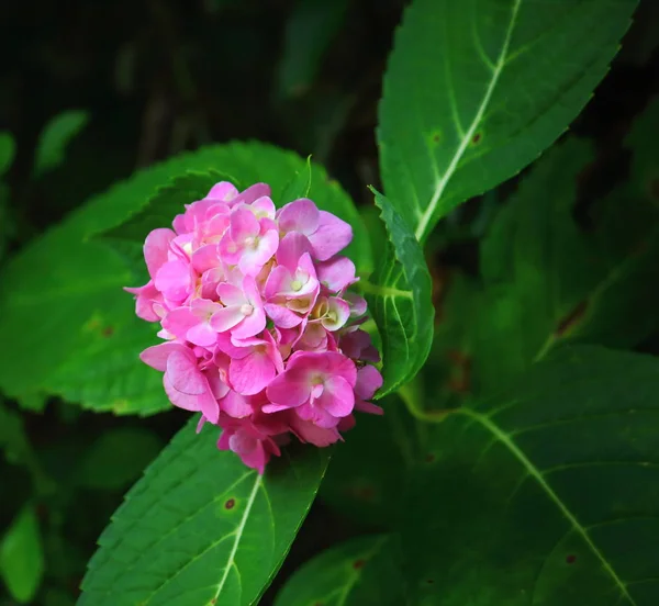 Hydrangea flower (Hydrangea macrophylla) in a garden — Stock Photo, Image