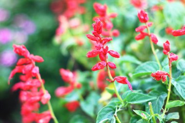 bahçede Salvia çiçekler çiçek yatağı