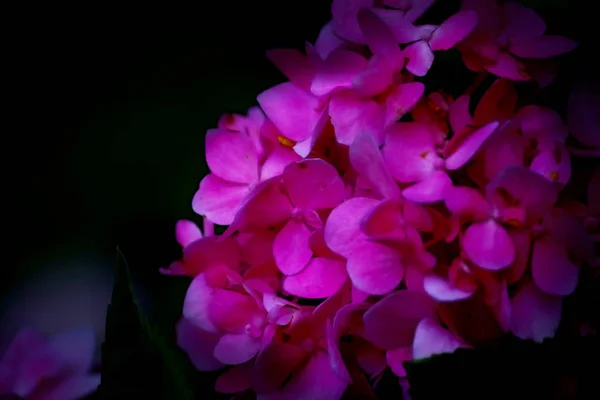 Hydrangea flower (Hydrangea macrophylla) in a garden