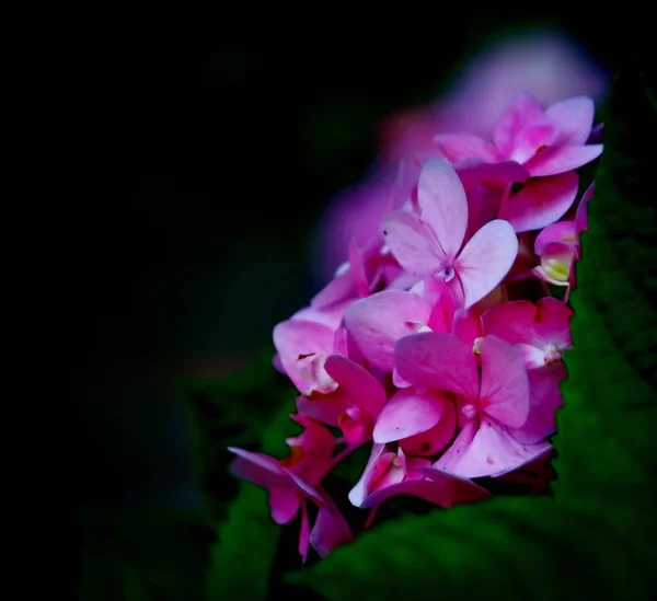 Flor de hortensias (Hydrangea macrophylla) en un jardín —  Fotos de Stock