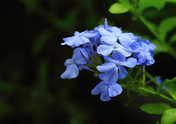 Красивая природа фиолетовый цветок размытый фон — стоковое фото