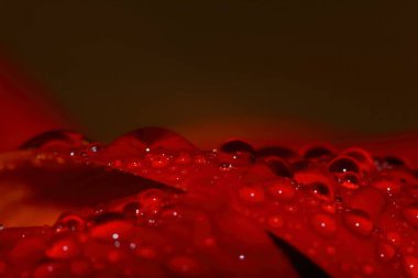 Güzel bir arka plan için doğada makro damla ve kırmızı güzel bir çiçek