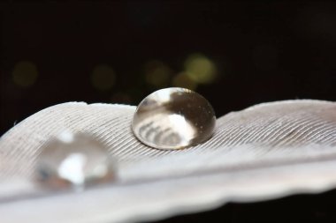 Güzel, soyut bir arka plan için tüy üzerindeki çiy tanecikleri.