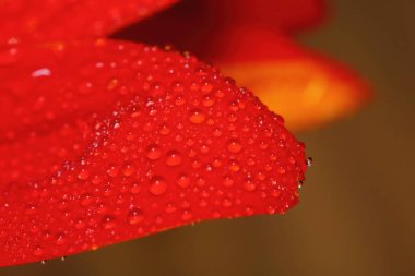 Güzel bir arka plan için doğada makro damla ve kırmızı güzel bir çiçek