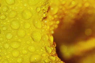 Makro damla ve sarı çiçek güzel bir arka plan için doğada