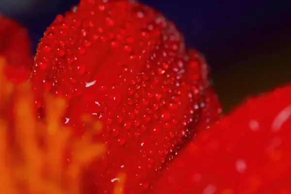 Macro Drop Rode Mooie Bloem Natuur Voor Een Mooie Achtergrond — Stockfoto