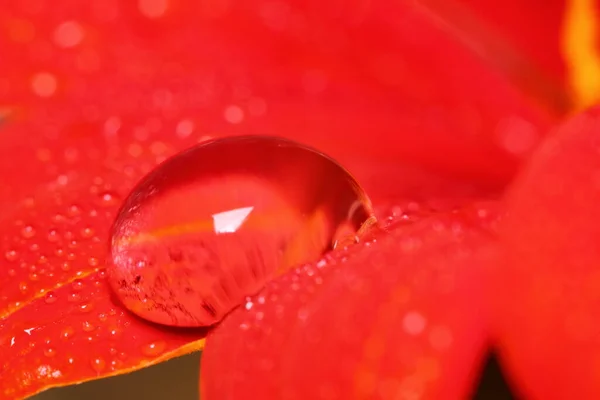 Macro Gota Flor Bonita Vermelha Natureza Para Belo Fundo — Fotografia de Stock