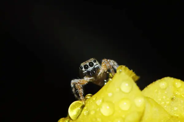 Macro Φωτογραφία Της Jumping Spider Στο Κίτρινο Όμορφο Λουλούδι Στο — Φωτογραφία Αρχείου