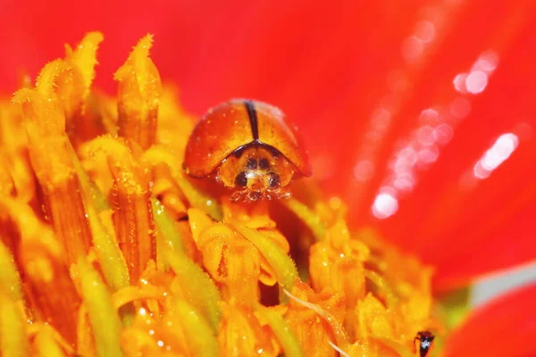 Makro Piros Zinnia Virágok Rovar Kertben Gyönyörű Háttér — Stock Fotó