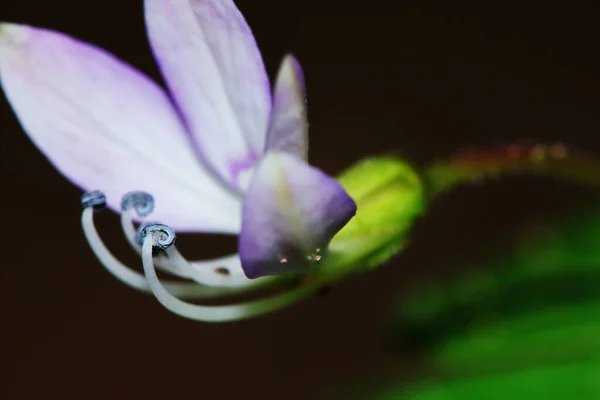 美しい背景のために自然の庭でセスバニア ジャヴァニカの花を閉じます — ストック写真