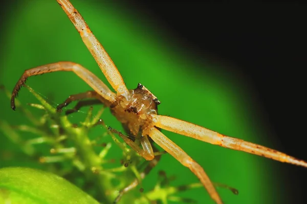 Makro Fotografia Jumping Spider Zielonych Roślin Nasiennych Tle Natury — Zdjęcie stockowe