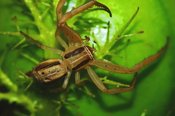 Macro Fotografie Van Jumping Spider Groen Zaad Plant Voor Natuur — Stockfoto