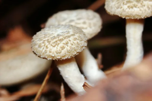 Hautnah Frische Weiße Pilze Wald Für Rohkost Und Frische Kräuter — Stockfoto