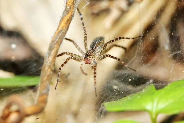 Makrofotografie Der Springenden Spinne Auf Spinnennetz Als Hintergrund — Stockfoto