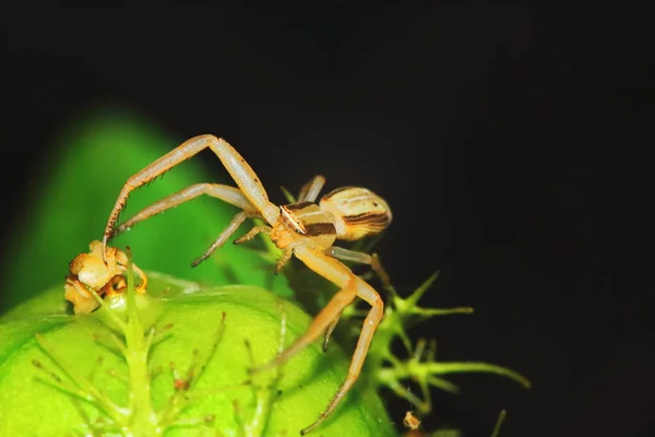 Yeşil Tohum Bitkisinin Üzerine Zıplayan Örümceğin Makro Fotoğrafı — Stok fotoğraf