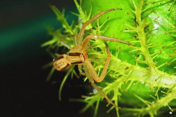 Makrofotografie Einer Springenden Spinne Auf Einer Grünen Saatpflanze Für Den — Stockfoto