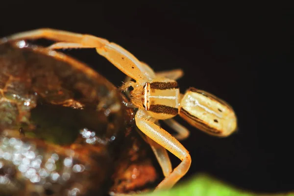 Macro Fotografia Saltando Aranha Sementes Secas Para Fundo Natureza — Fotografia de Stock