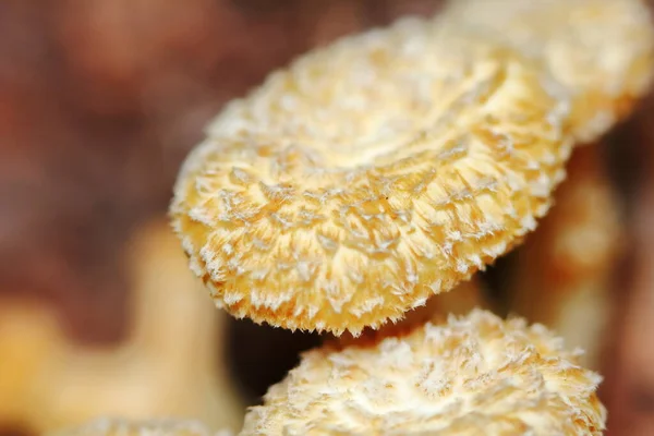 Fermer Champignon Blanc Frais Dans Forêt Pour Nourriture Crue Les — Photo