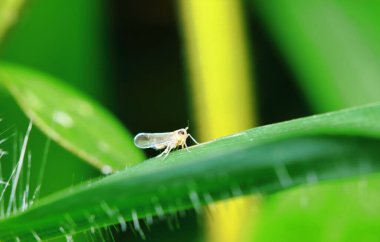 Bitki böcekleri için tehlikeli. Koku böceği yakından geliyor.