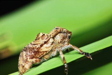 Bitki böcekleri için tehlikeli. Koku böceği yakından geliyor.