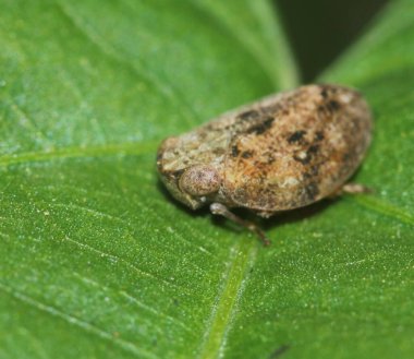Yaprak biti yeşil yaprak üzerinde yakın plan böceği arka plan için taze doğada