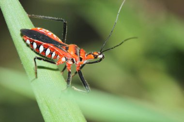 Taze doğa geçmişi için taze ormandaki güzel yırtıcı böceği kapatın.