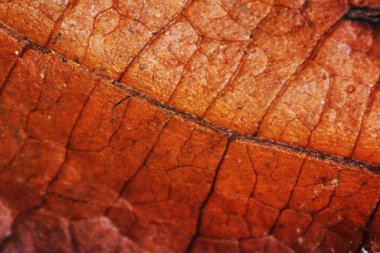 Kuru yaprağın taze doğadaki dokusu güzel yakın plan için.