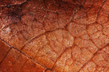 Kuru yaprağın taze doğadaki dokusu güzel yakın plan için.