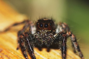 Arka planda kuru tahtada zıplayan örümceğin makro fotoğrafı