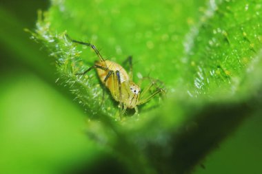 Zıplayan örümceğin Yeşil Yaprak üzerindeki makro fotoğrafı