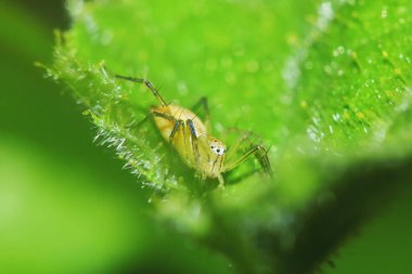 Zıplayan örümceğin Yeşil Yaprak üzerindeki makro fotoğrafı