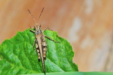 Çekirge böceği, arka plan için güneşli yeşil yaprakların arasına gizlenmiş.