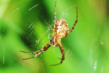 Zıplayan örümceğin Yeşil Yaprak üzerindeki makro fotoğrafı