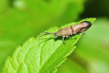 Yeşil yapraklı taze bir kelebeğin Macro fotoğrafı.