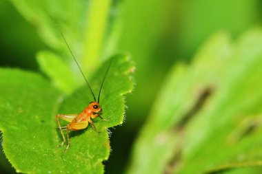 Bahçedeki genç kriketin doğa sahnesi